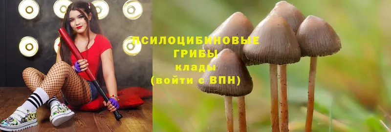 купить   МЕГА ONION  Псилоцибиновые грибы Cubensis  Ладушкин 